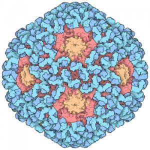 Papilloma virus 