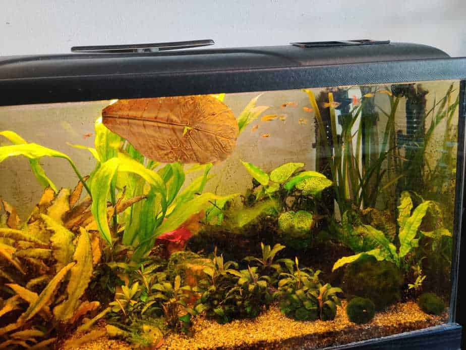 Focuses to be aware While Purchasing the Best Shrimp Aquarium