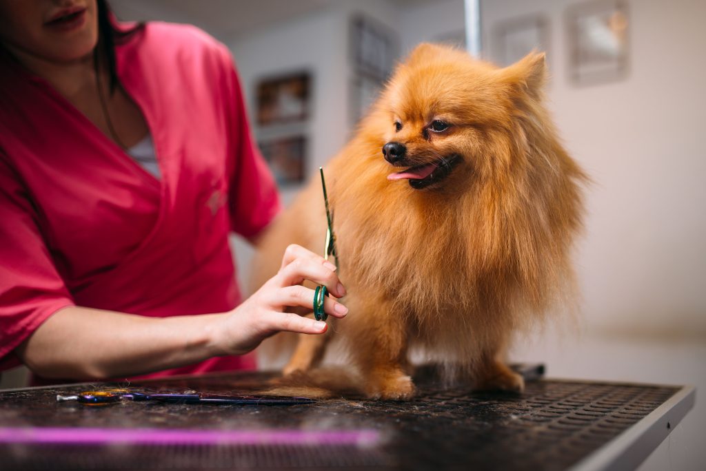 Bathing in Luxury – Elevate Your Dog’s Grooming Routine